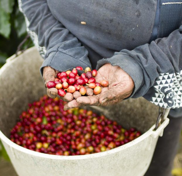 Picking Coffee Beans on the Big Island - woman with a basket of coffee beans.