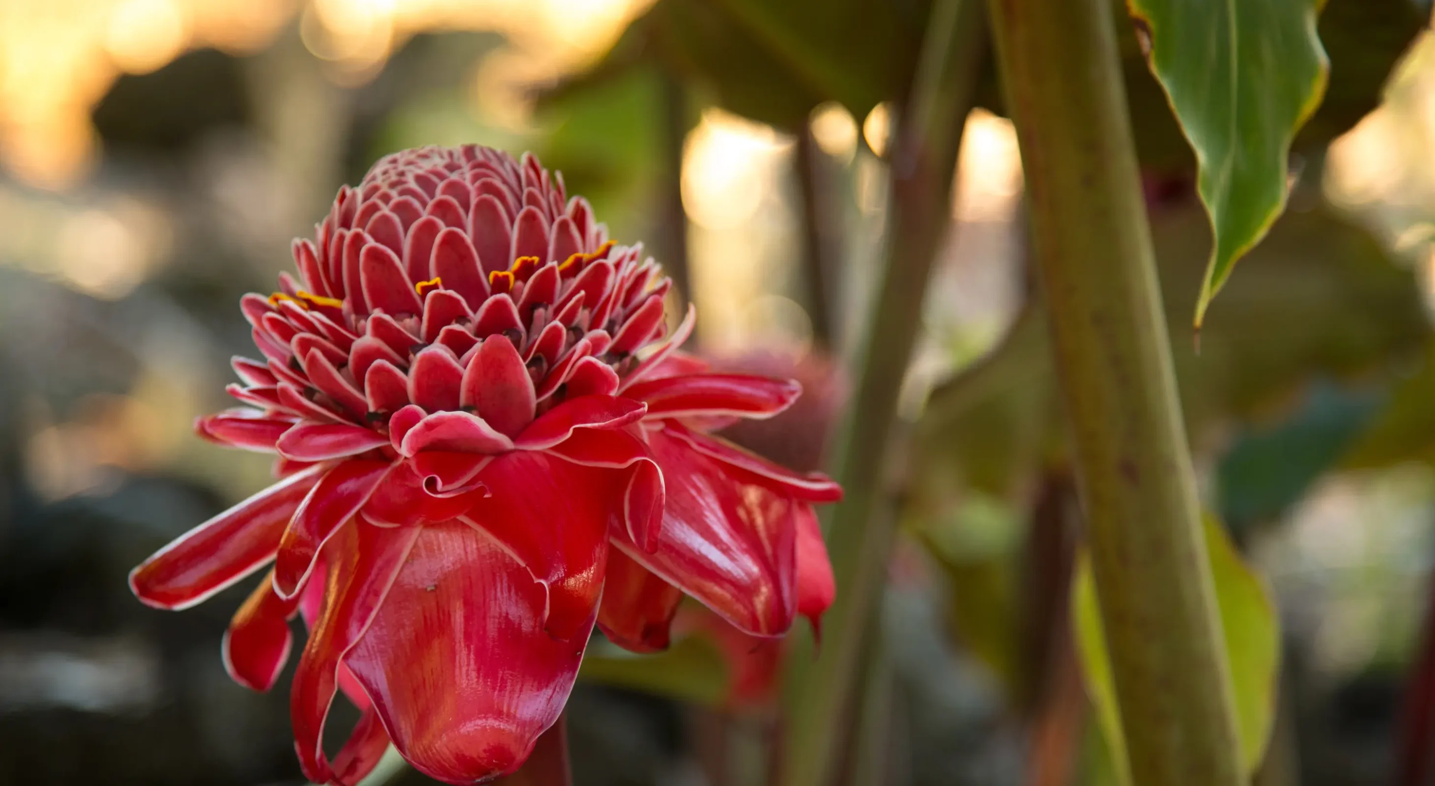 Torch ginger blossom in bloom at a sustainable garden retreat on the Kona Coast