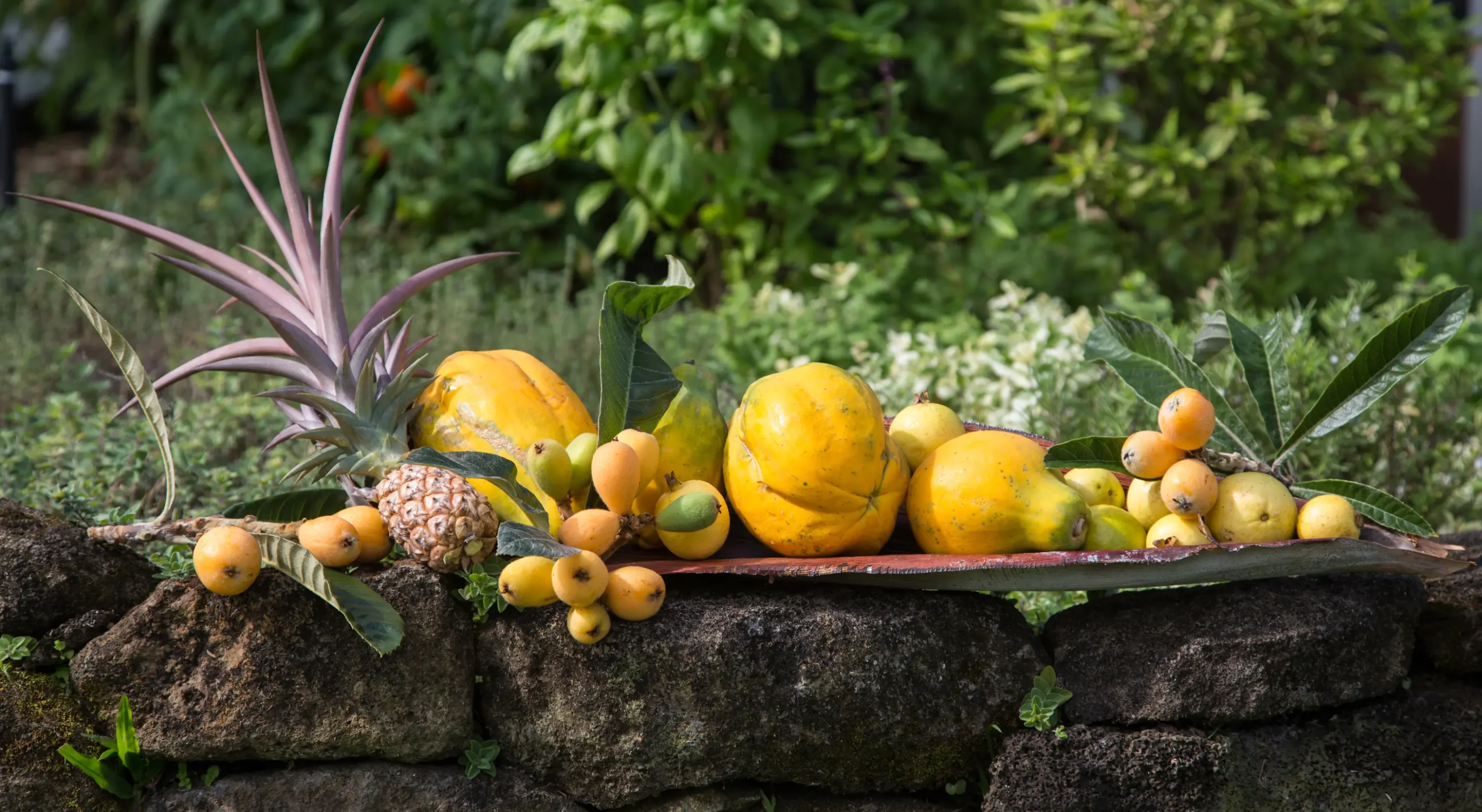 Harvested tropical fruit on a garden wall at a sustainable retreat on the Kona Coast