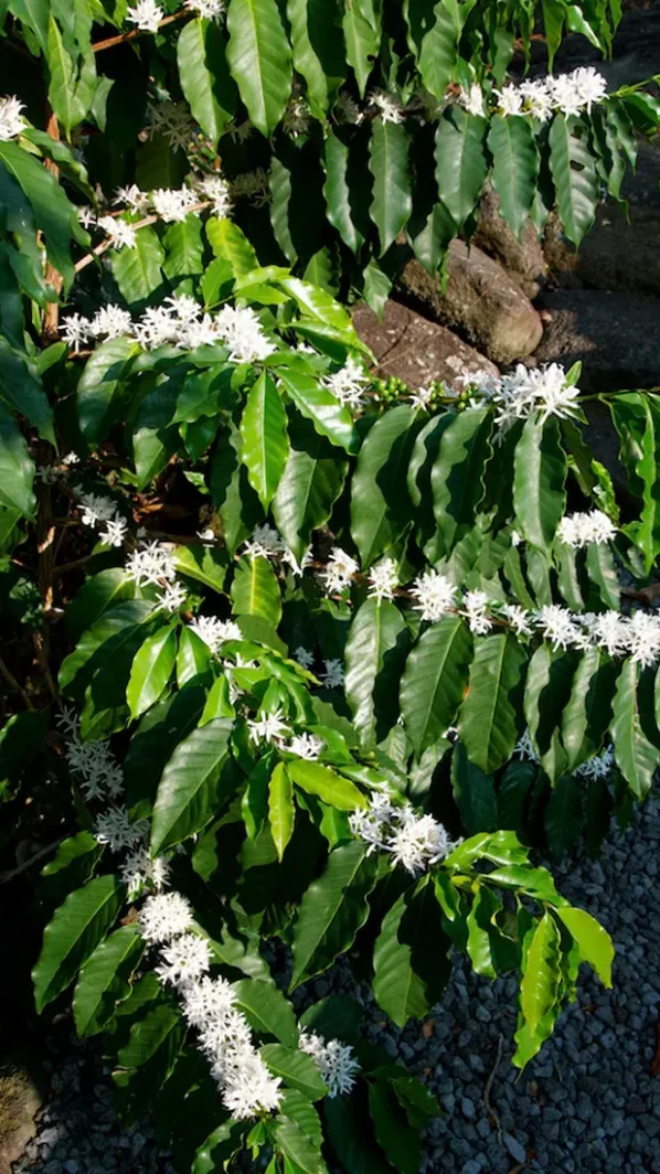 Coffee Plant in Bloom in Kona Hawaii