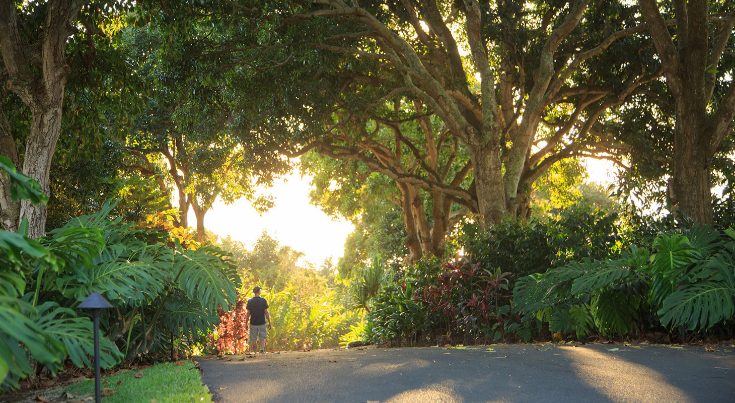Path through Holualoa Gardens with lush trees and greenery