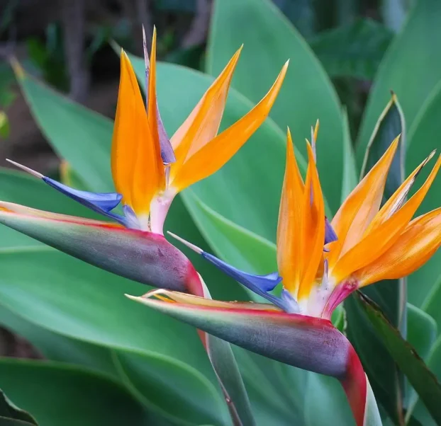 Bird of paradise blooms in lush garden