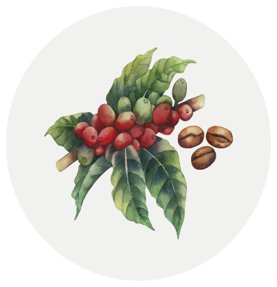 Kona Coffee Watercolor