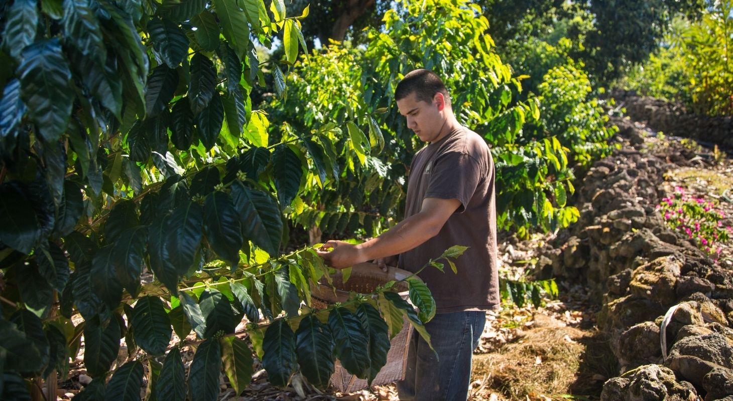 Coffee farmer harvesting coffee cherries among the coffee trees at Holualoa Inn